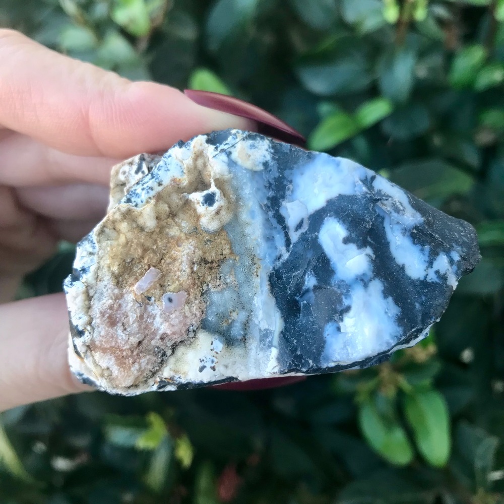 Zebra Jasper 🦓 - Picture 3 of 5